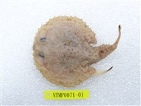 藏品(棘茄魚)的圖片